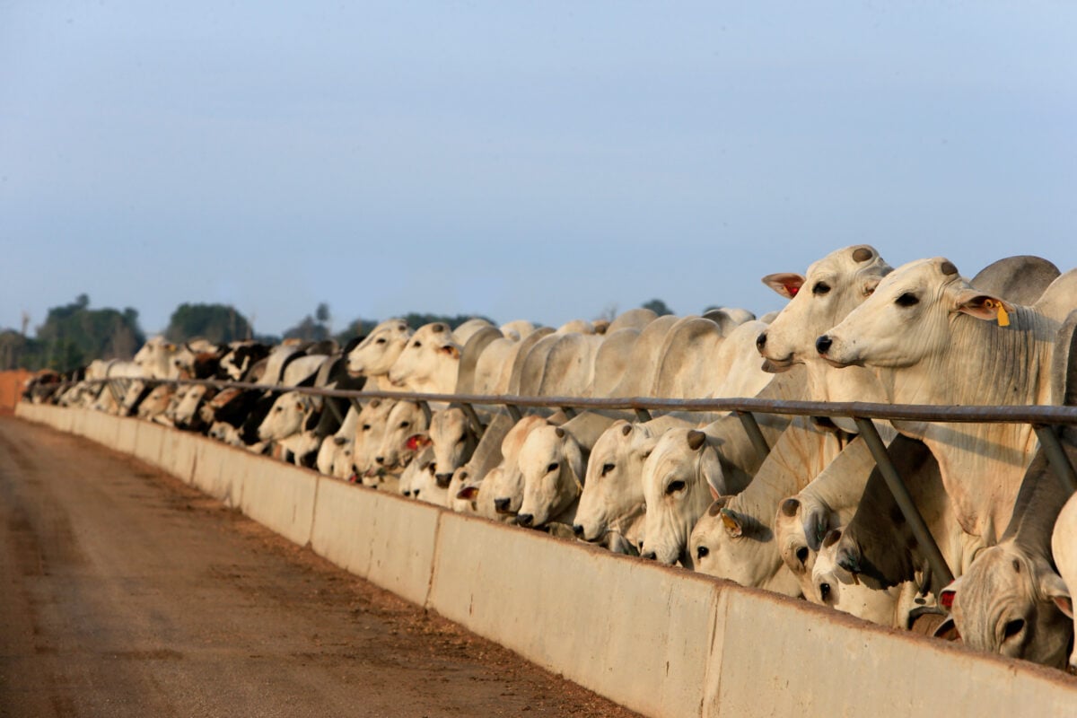 Photo shows a row of cows packed closely behind a concrete and metal fence