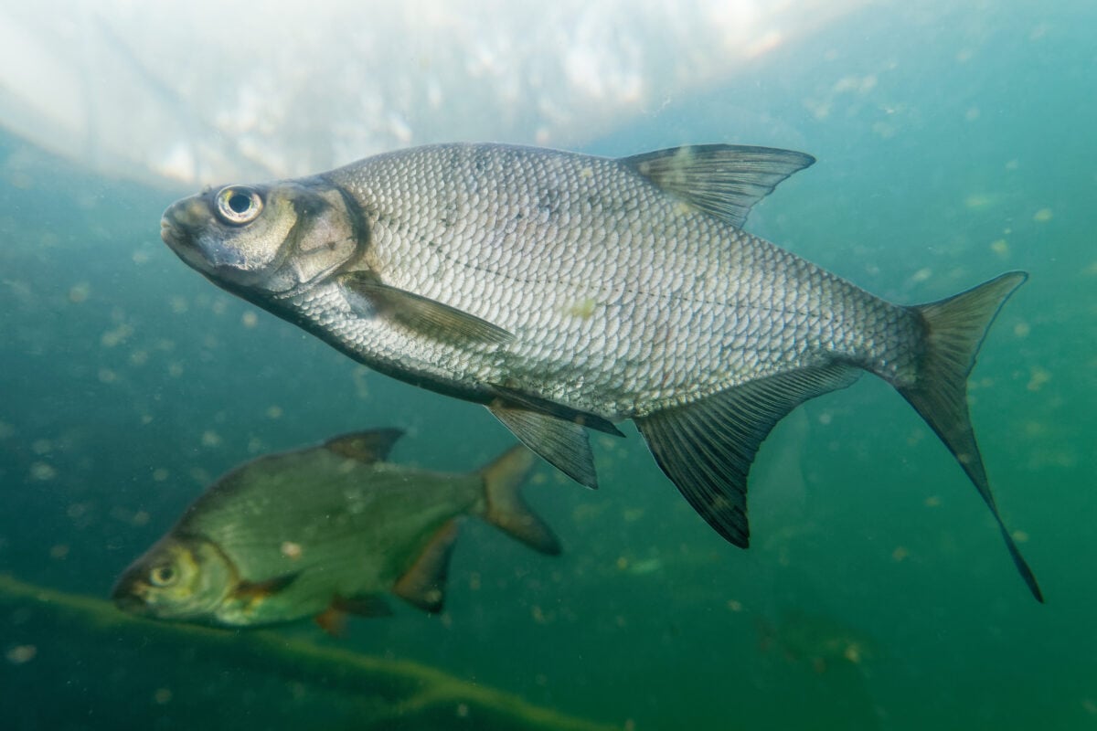 Photo shows the common bream swimming underwater