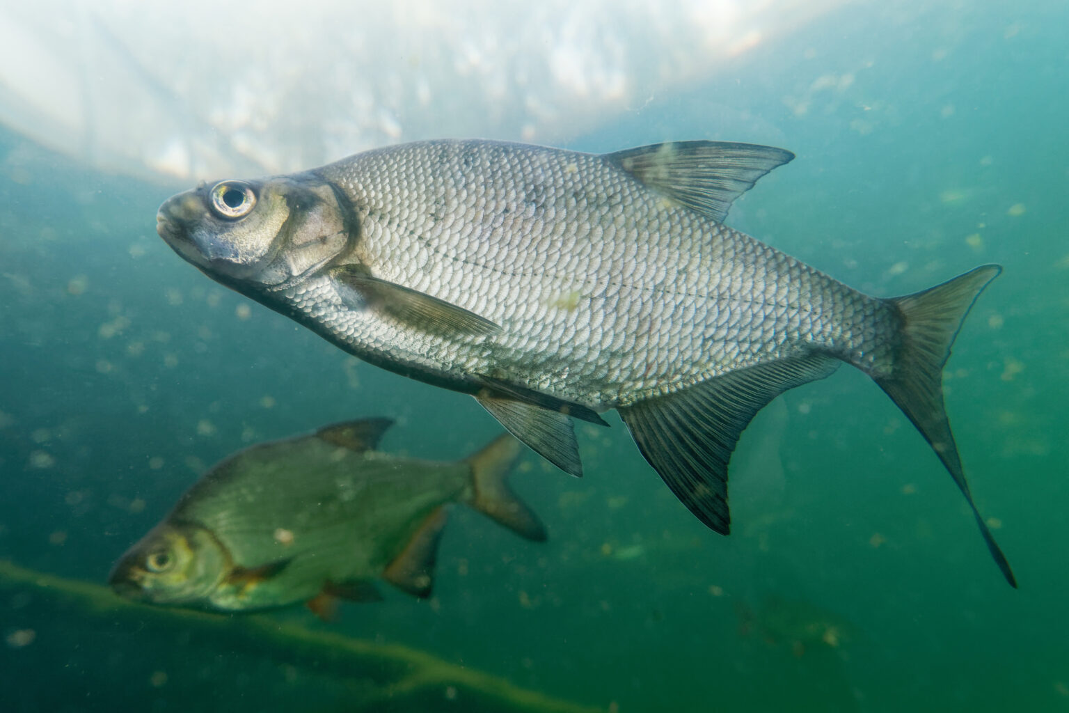 Wild Fish Can Tell Humans Apart By Their Clothing, Study Finds