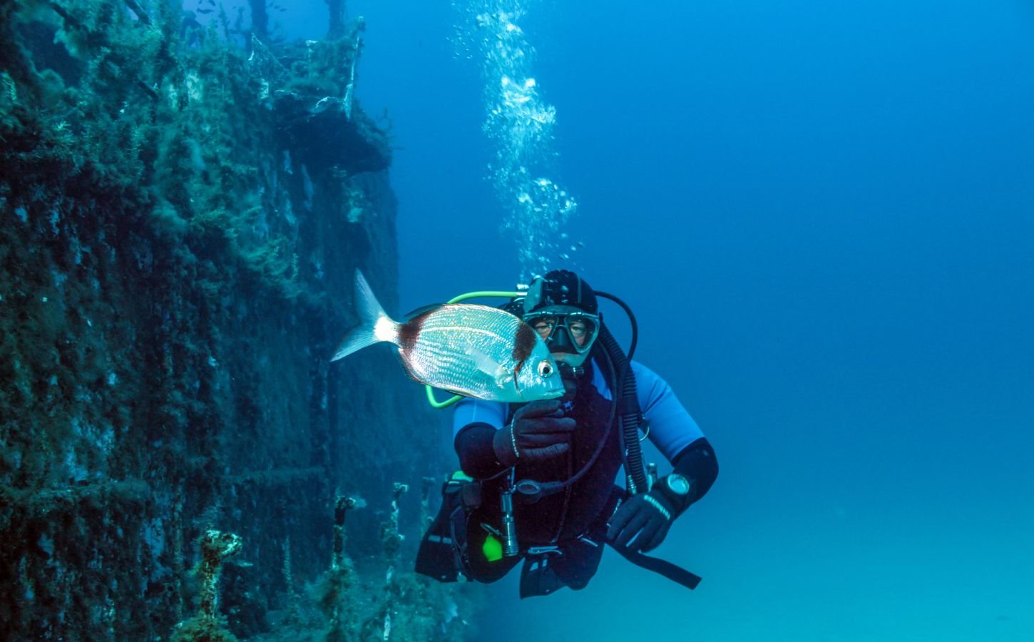 Photo shows a human diver interacting with a bream, a common variety of fish