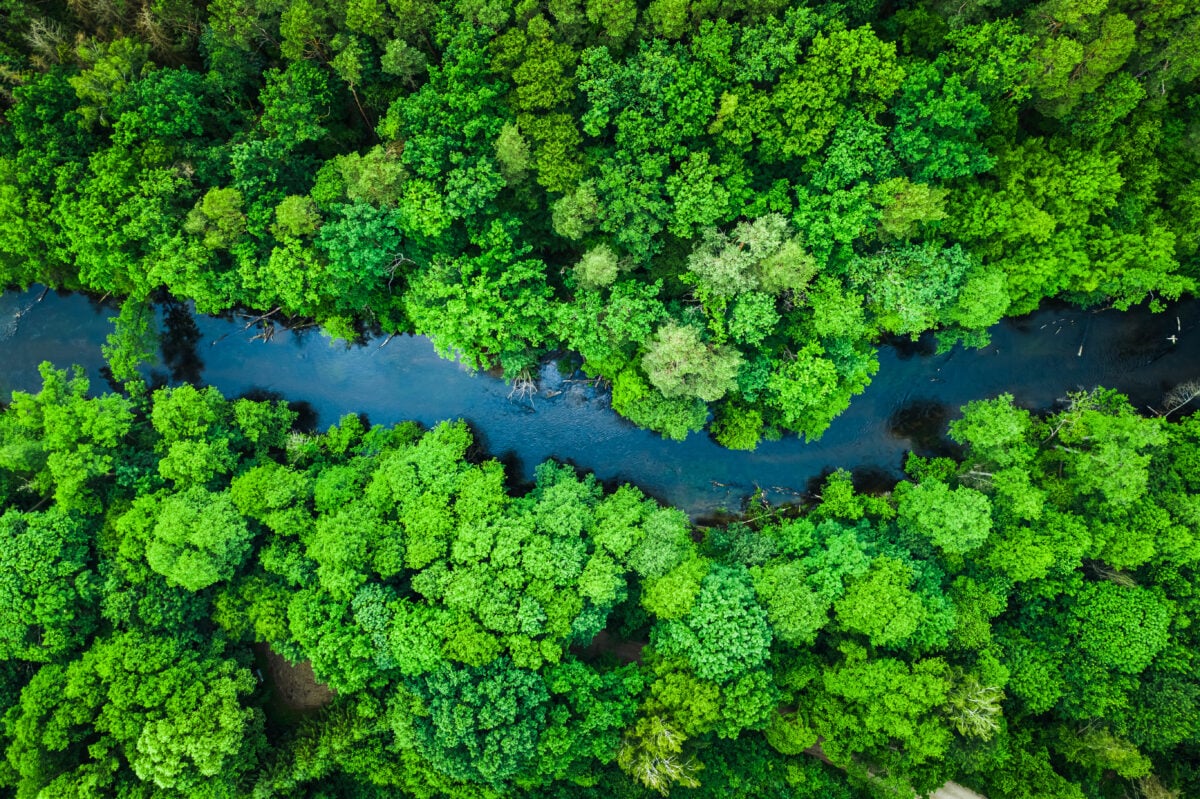 forest and river