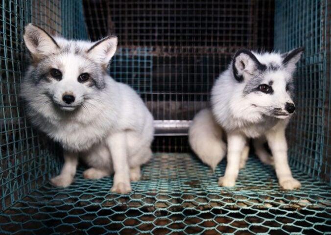 foxes in a cage