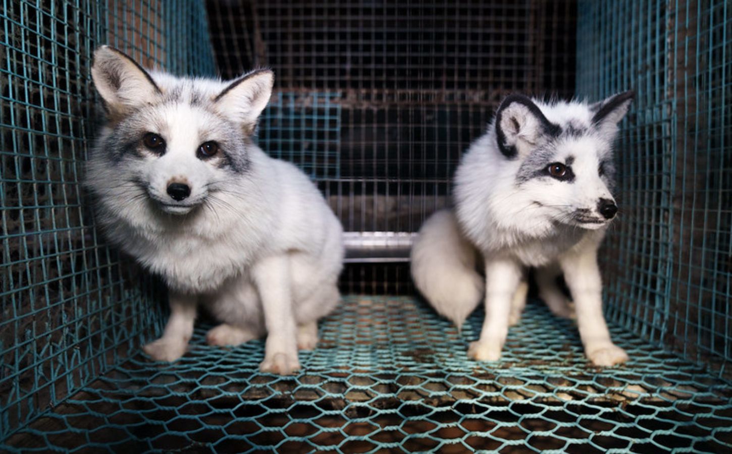 foxes in a cage