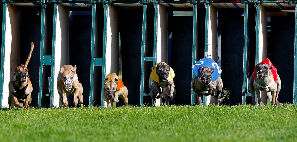 Greyhound "racing dogs" on the start line