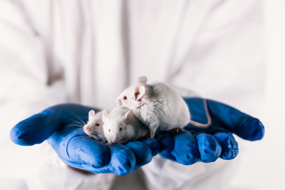 lab mice