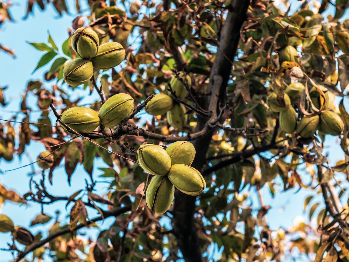 pecan nut tree