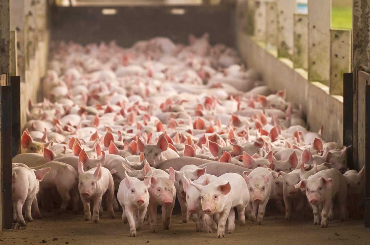 Photo shows a large group of factory-farmed pigs moving down a metal corridor