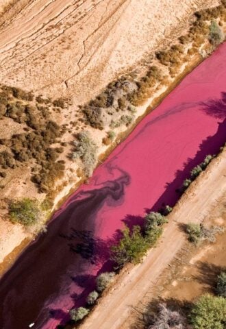 Photo shows a pink-stained manure lagoon from a factory farm