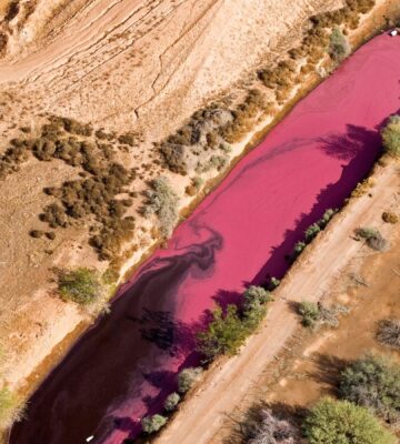 Photo shows a pink-stained manure lagoon from a factory farm