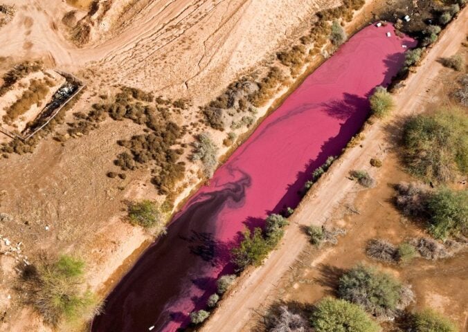 Photo shows a pink-stained manure lagoon from a factory farm