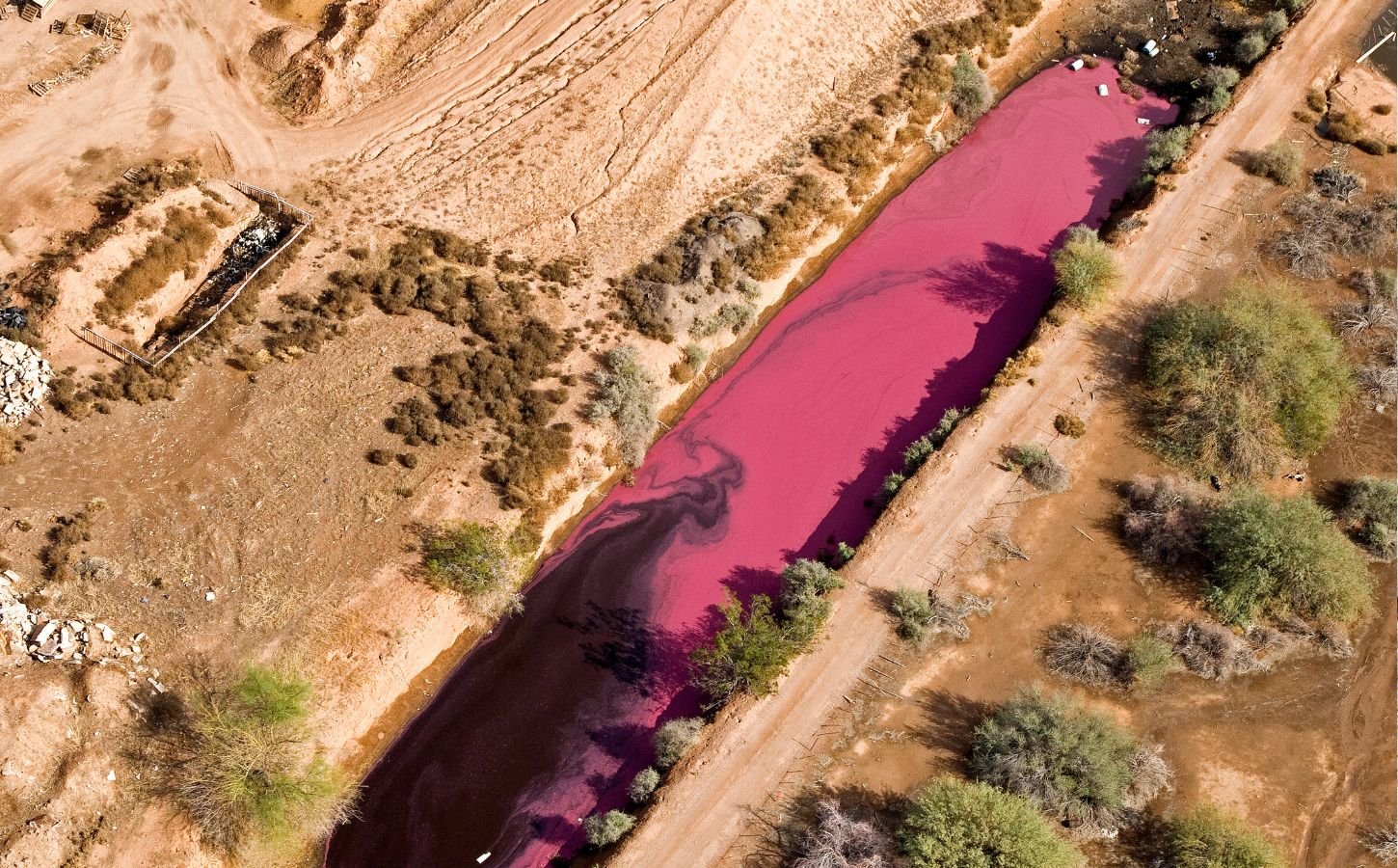 Photo shows a pink-stained manure lagoon from a factory farm