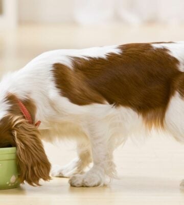 dog eating