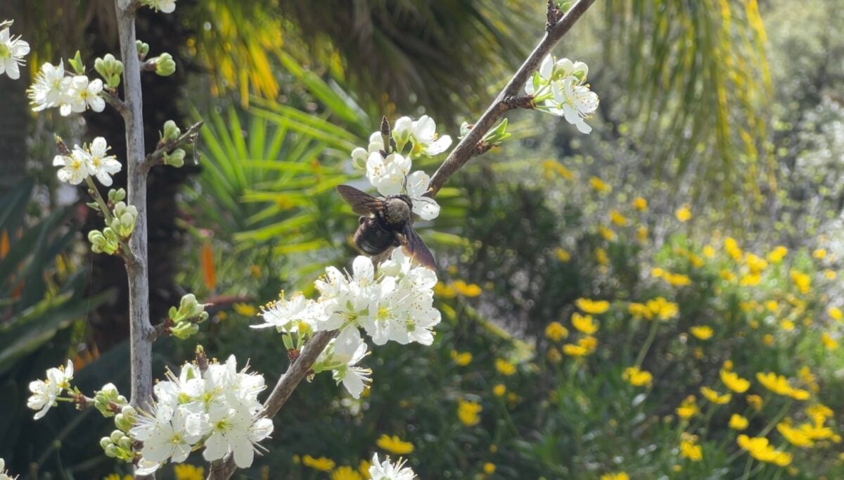 A bee on a flower at a vegan homestead