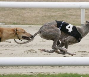 Greyhound racing dogs running on a track