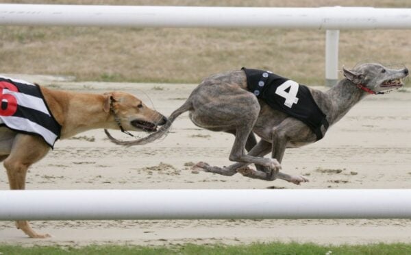 Greyhound racing dogs running on a track