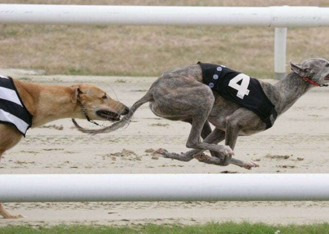 Greyhound racing dogs running on a track