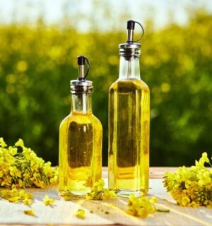 Photo shows two glass bottles of canola oil on a table alongside picked rapeseed flowers with a field in the background