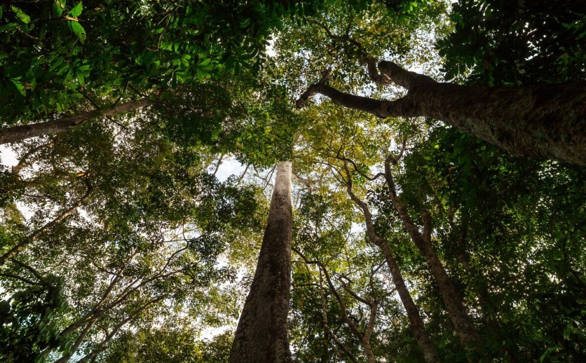 Amazon rainforest trees taken from below