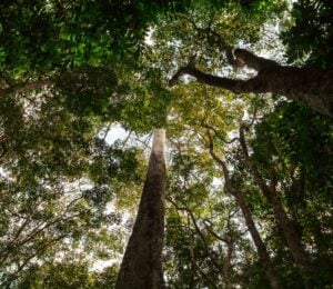 Amazon rainforest trees taken from below