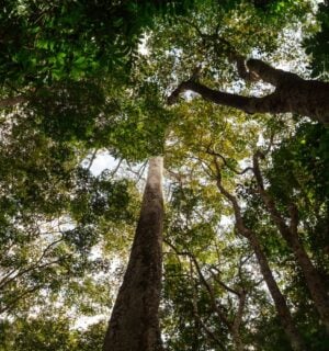 Amazon rainforest trees taken from below