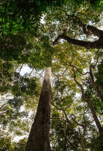 Amazon rainforest trees taken from below