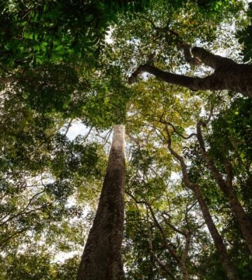 Amazon rainforest trees taken from below