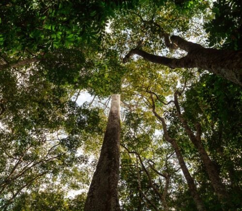 Amazon rainforest trees taken from below