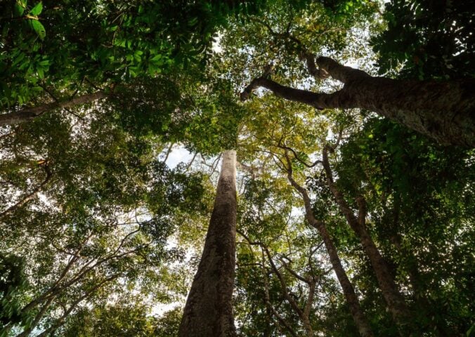 Amazon rainforest trees taken from below