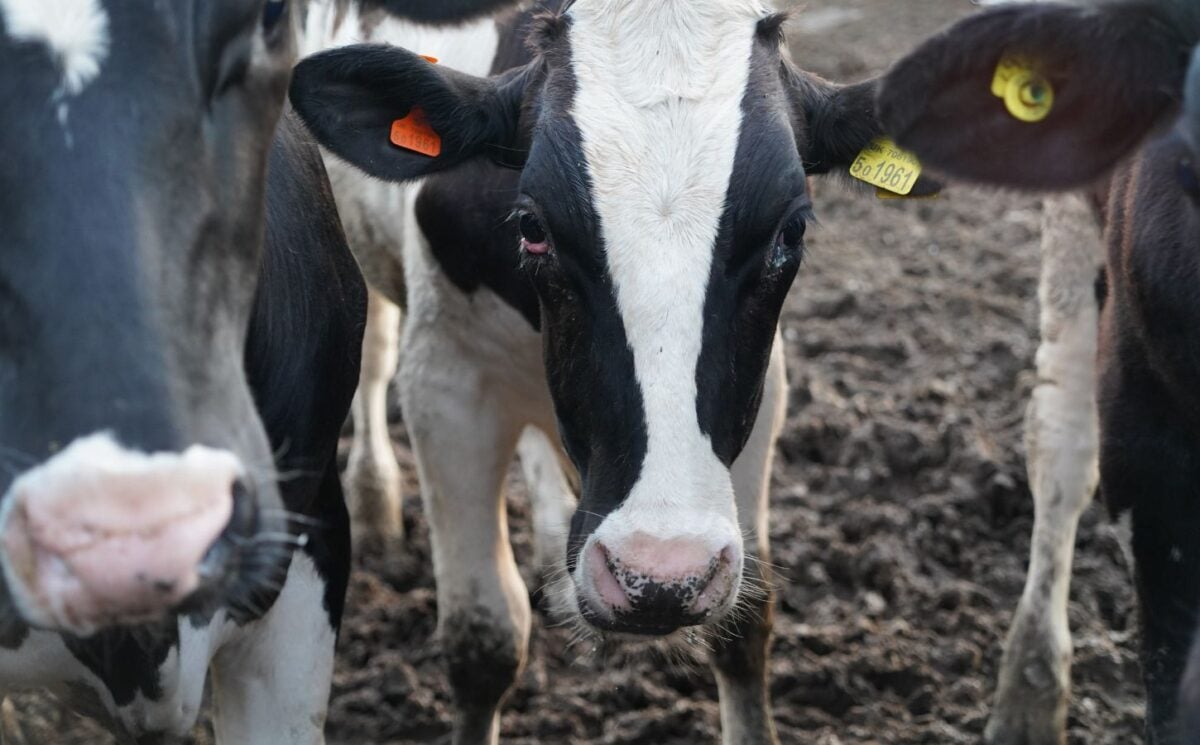 A dairy cow standing on a mudding farm with a red eye looking at the camera