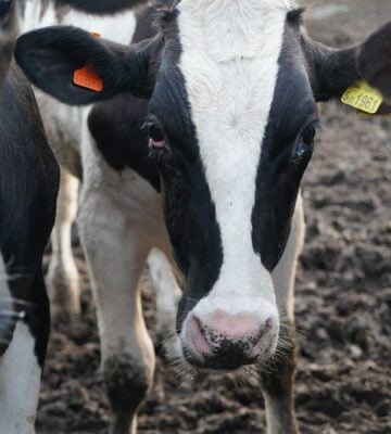 A dairy cow standing on a mudding farm with a red eye looking at the camera