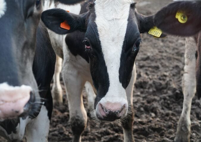 A dairy cow standing on a mudding farm with a red eye looking at the camera