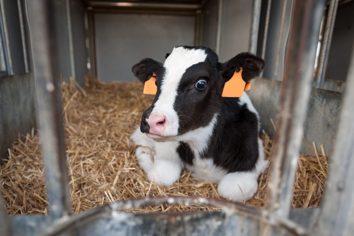 A calf in solitary confinement on a dairy farm