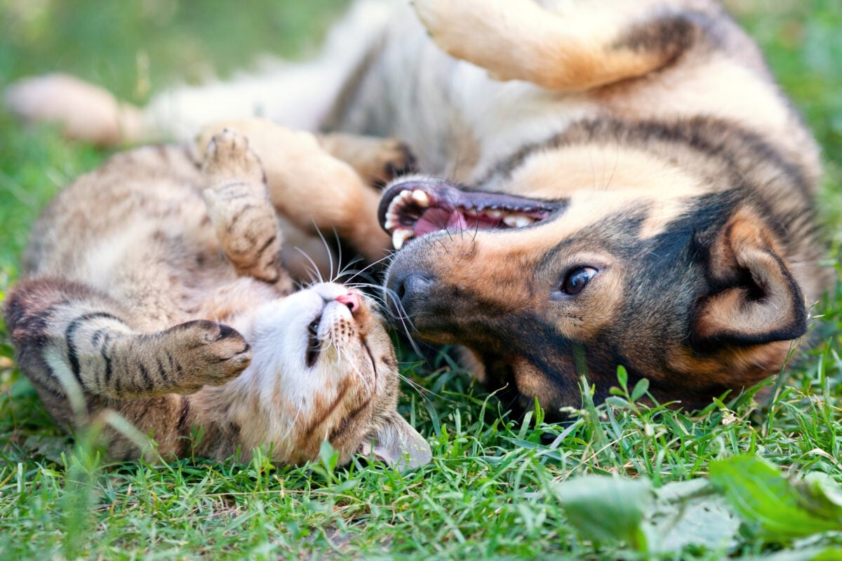 A dog and a cat lying on the grass