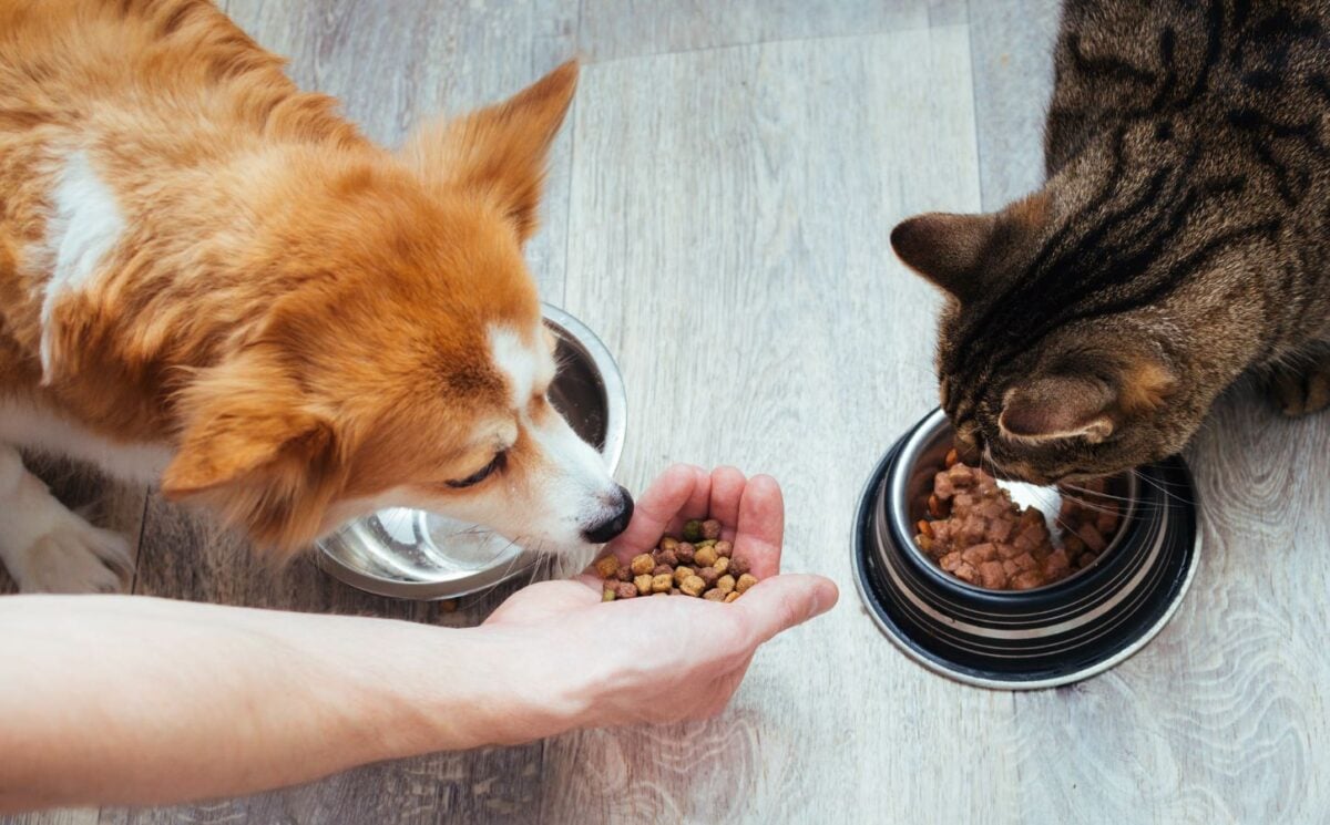 A dog and a cat eating pet food