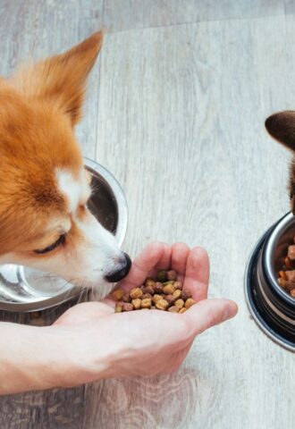 A dog and a cat eating pet food
