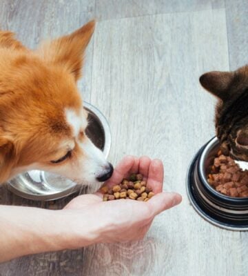 A dog and a cat eating pet food
