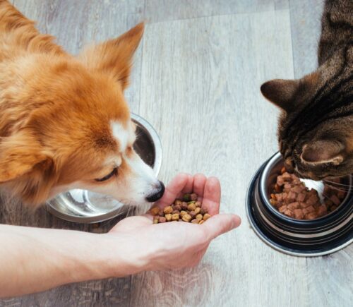 A dog and a cat eating pet food