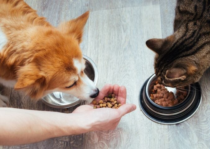 A dog and a cat eating pet food