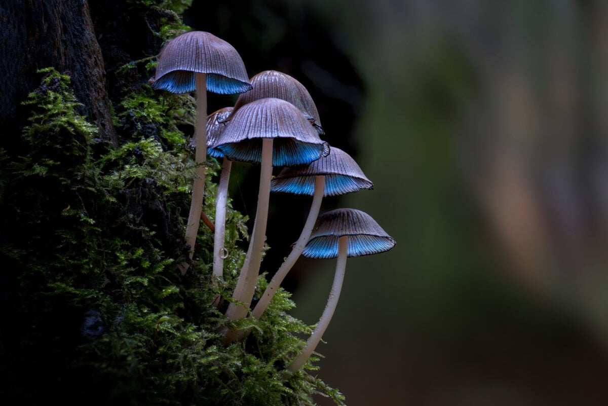 mushrooms in the woods