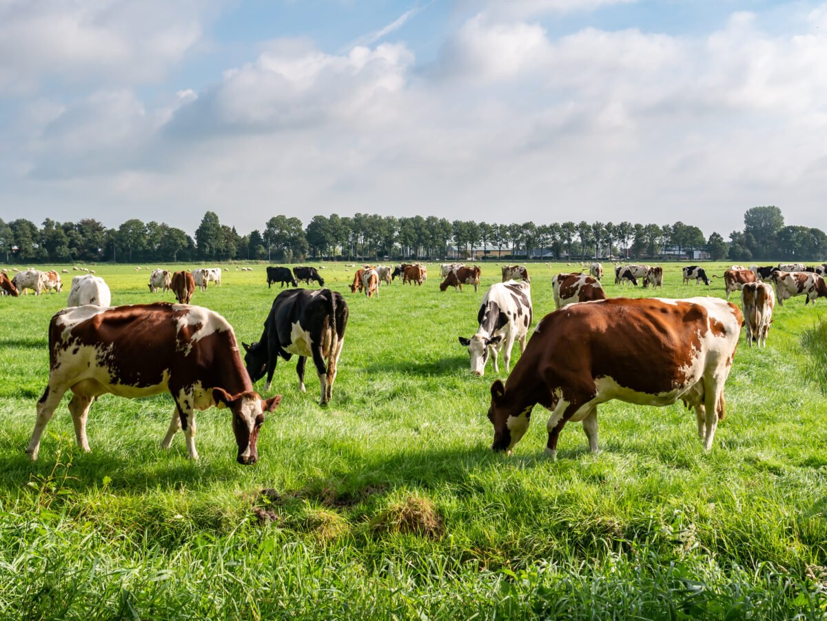 Cows in a field