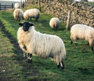 sheep