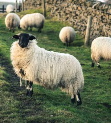 sheep