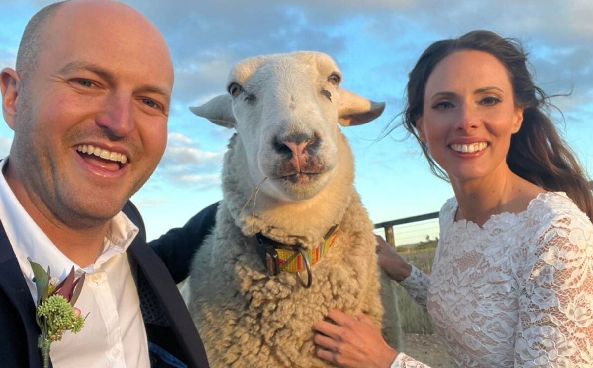 Photo shows Kelly and Kyle posing in their wedding clothes with a sheep