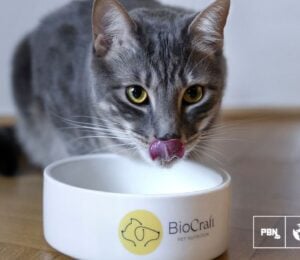 A cat eating cultivated pet food