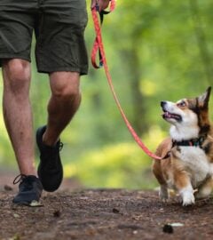 Photo shows a man from the waist down, walking a dog on a leash through the woods