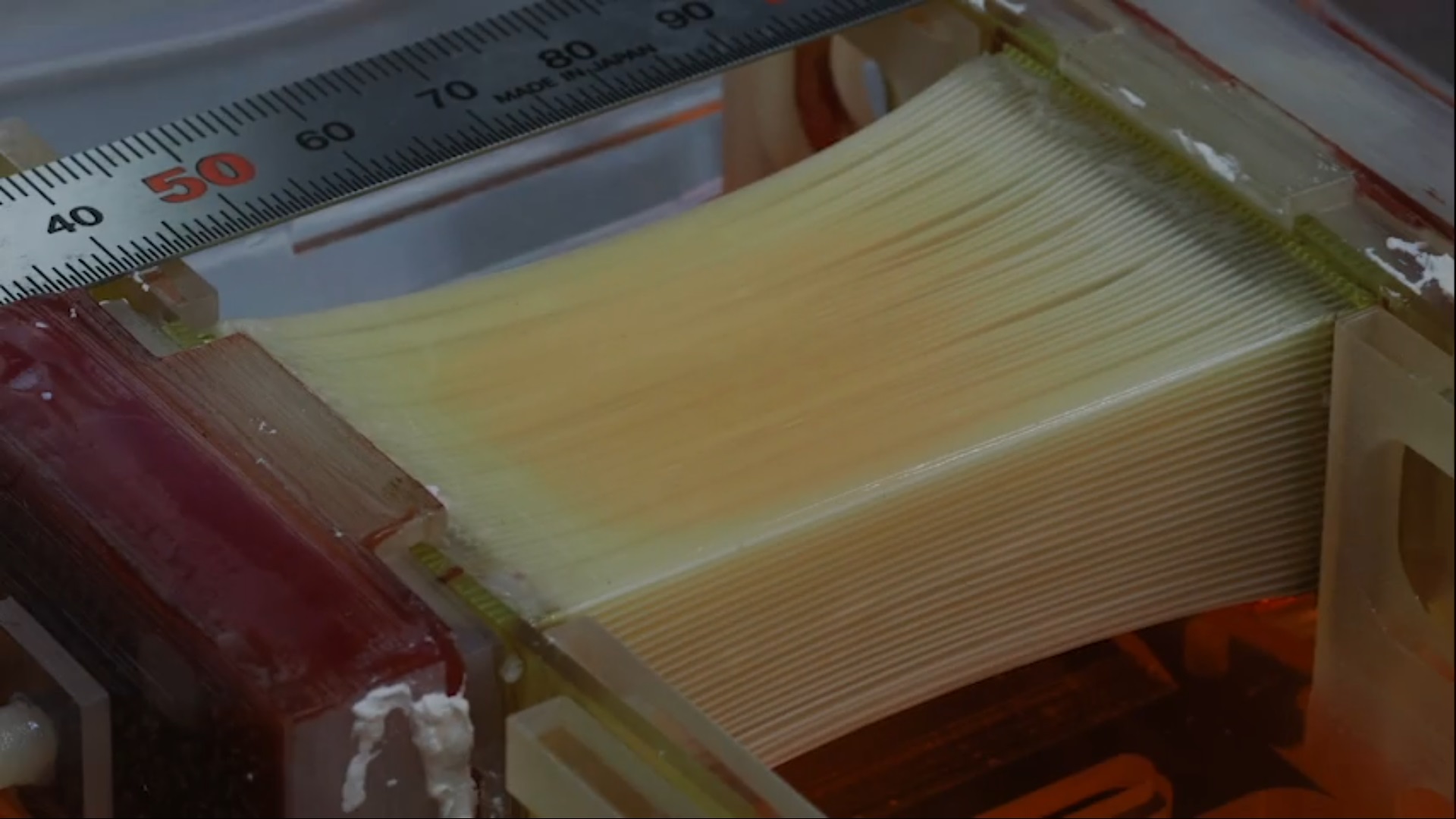 Cultivated Meat 'Breakthrough' Mimics Circulatory System, Grows Chicken ...