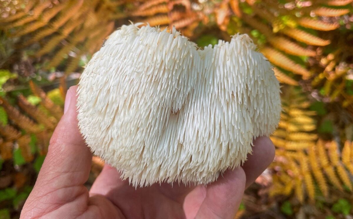 Photo shows someone's hand as they hold up a lion's mane mushroom, which are linked with several potential health benefits