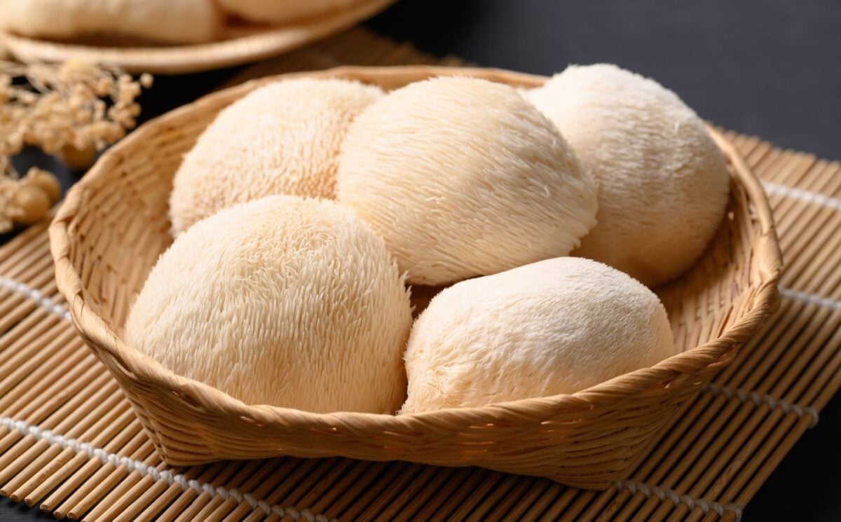Photo shows a bowl of lion's mane mushrooms