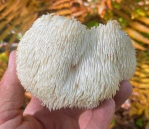 Photo shows someone's hand as they hold up a lion's mane mushroom, which are linked with several potential health benefits