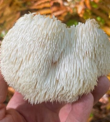 Photo shows someone's hand as they hold up a lion's mane mushroom, which are linked with several potential health benefits